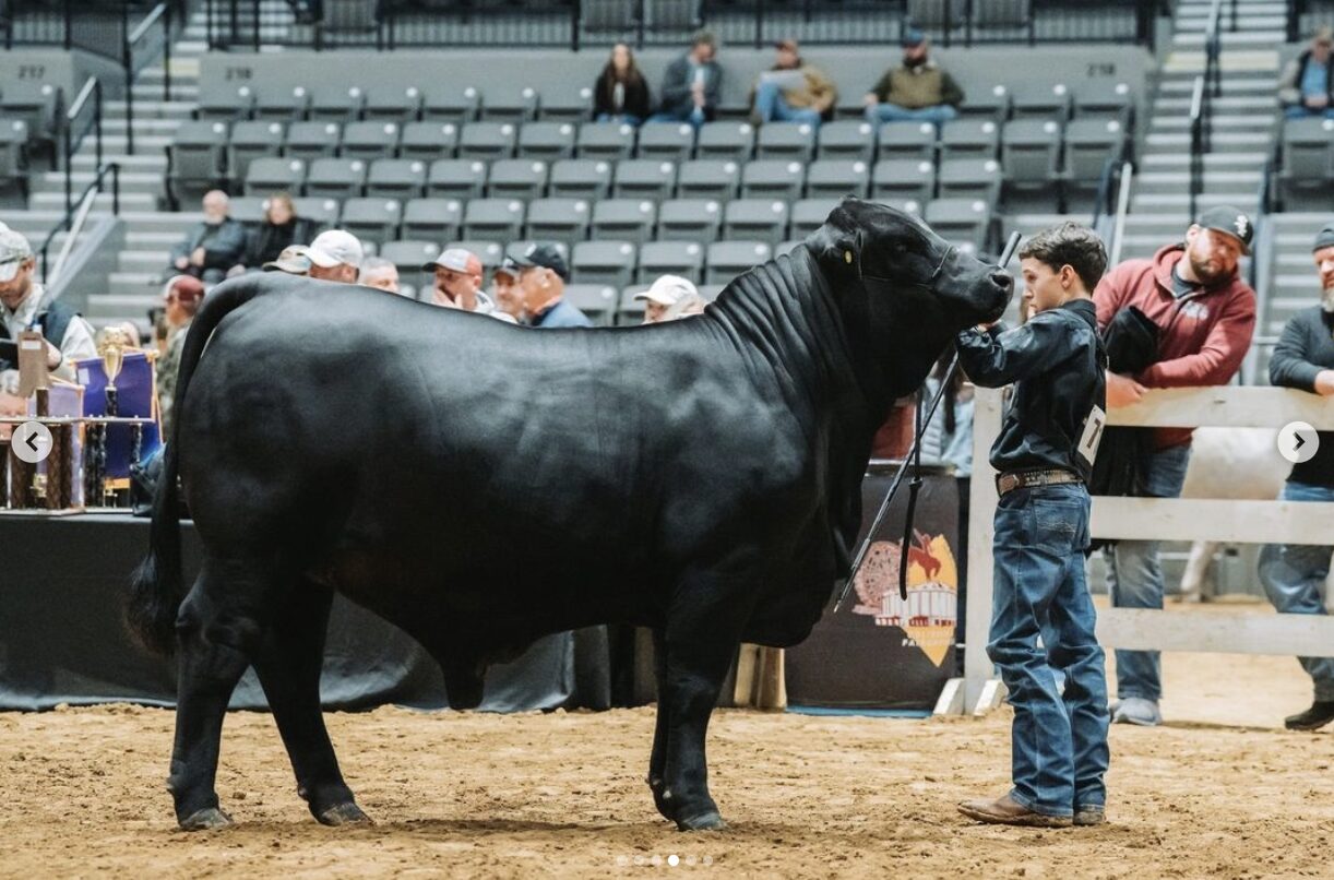 Mississippi State Fair: Livestock Shows